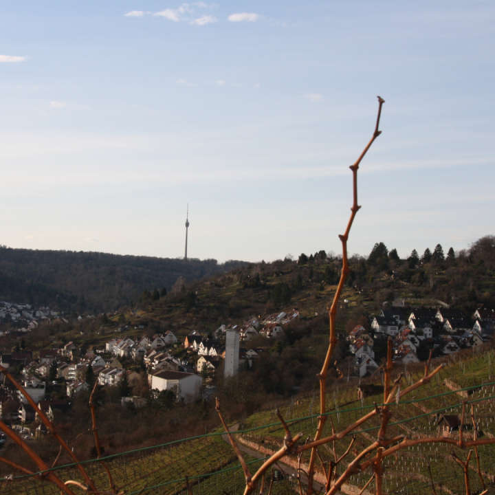 Fernsehturm hinter Rohracker Bild 2