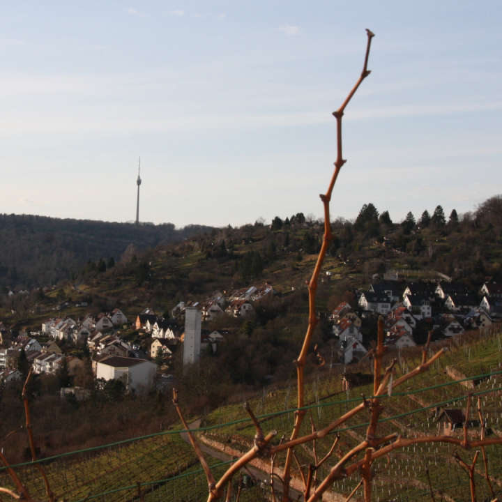 Fernsehturm hinter Rohracker Bild 3