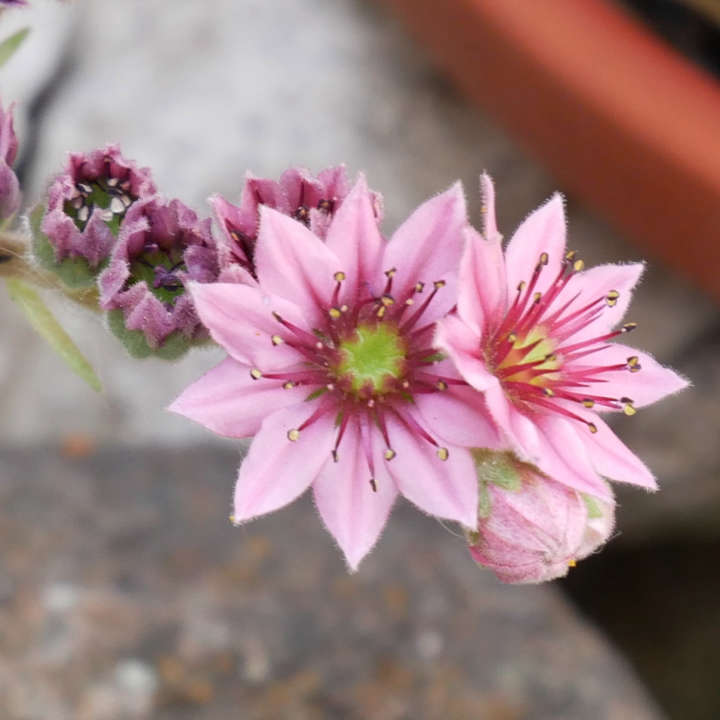 Blüte Sempervivum