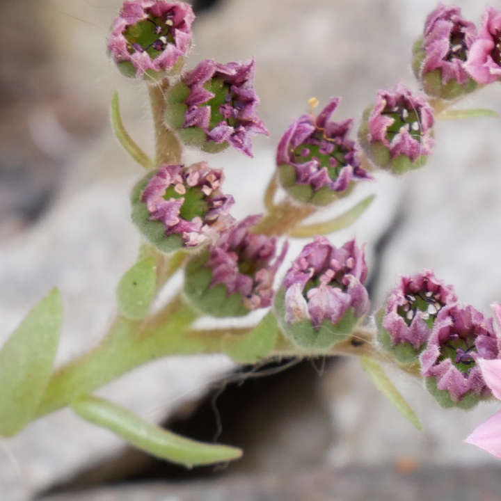 verblühte Blüten